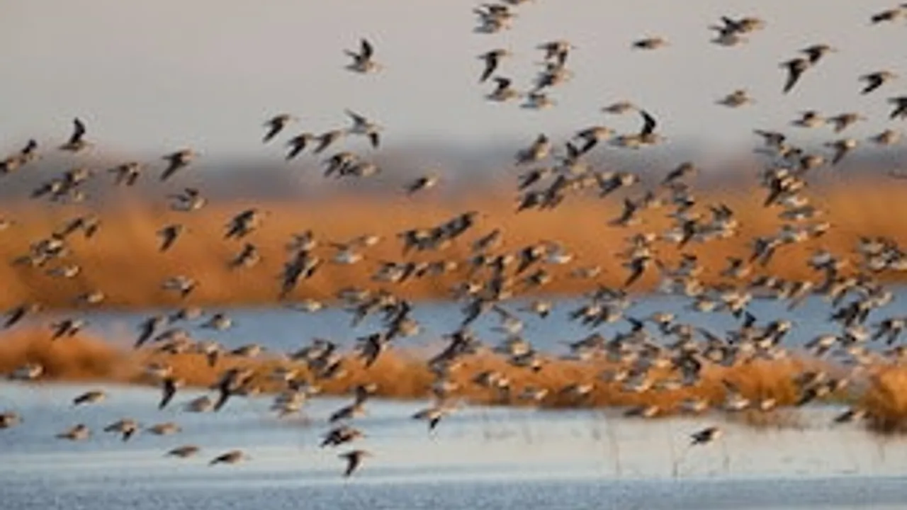 Ornithologische Führung - Was fliegt denn da?