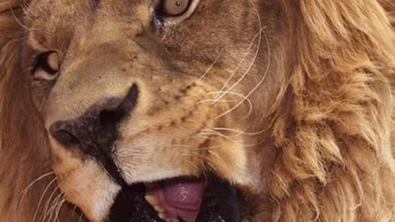 Lion Habitat Ranch Admission Ticket