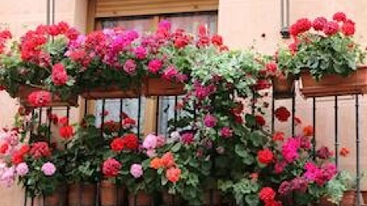 Ein Spanischer Frühling