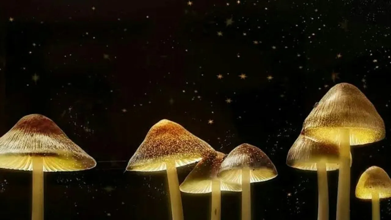 The Science of Magic Mushrooms