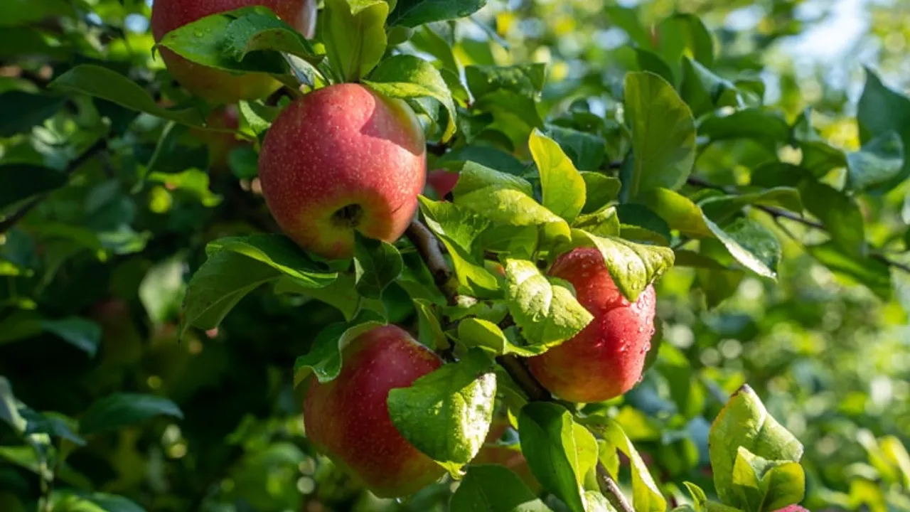 Pick-Your-Own Apples 2026