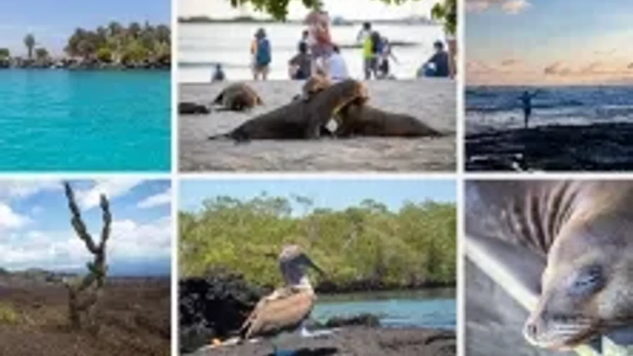 Világjáró - Ismeretterjesztő előadás Radics Tamással - Óriások földje - Galápagos-szigetek