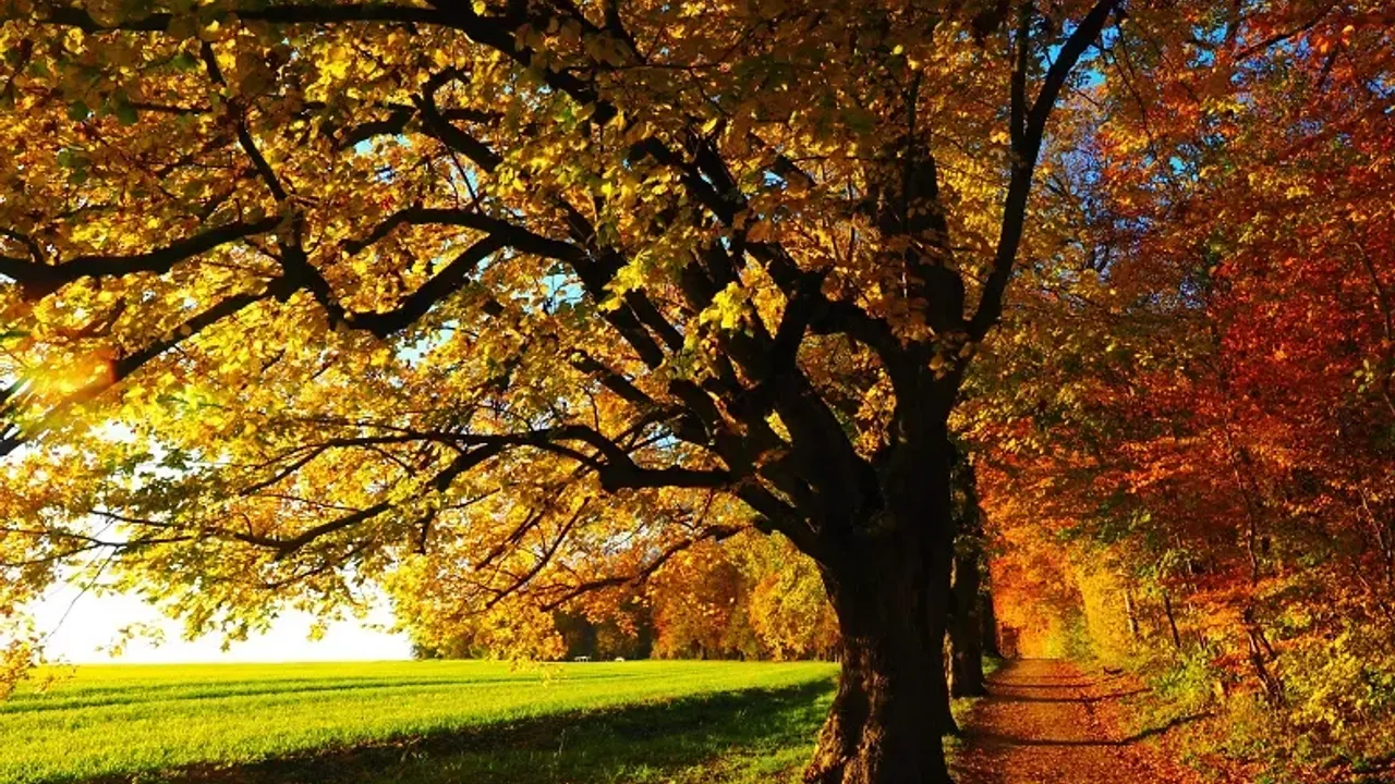 Die vier Jahreszeiten – einmal anders «Herbst»