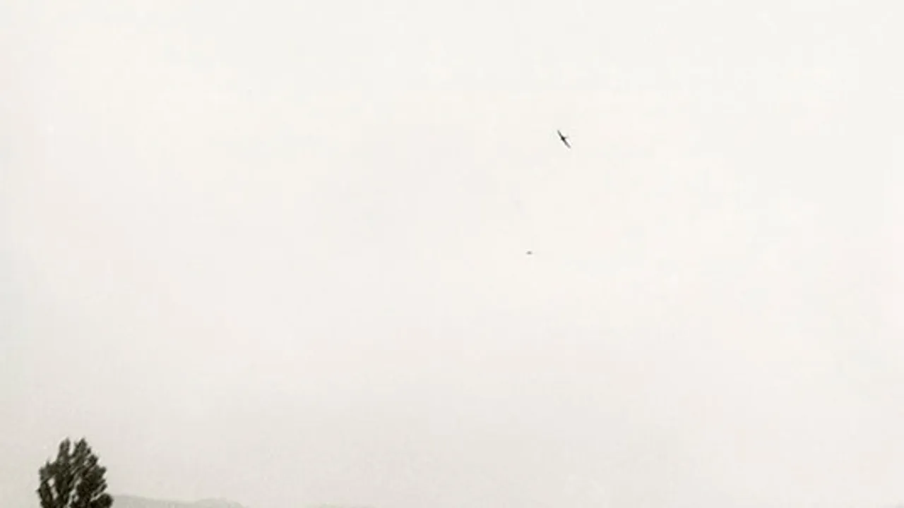 Exposición ARTIUM: "Jochen Lempert. Local Ecology"