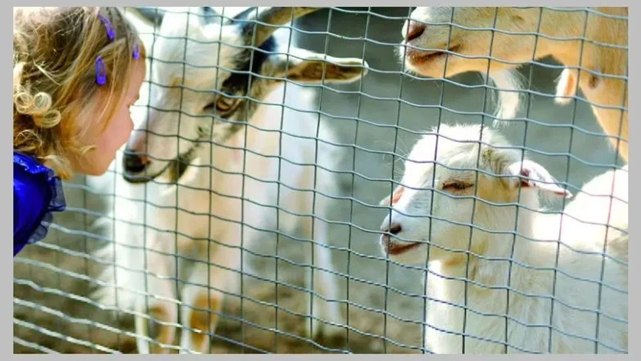 Wie lange können Tiere leben?