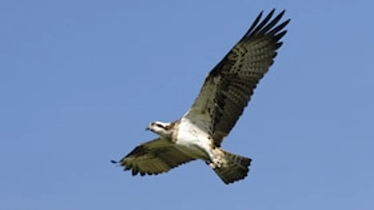 Adlersafari-Radtour - im Revier von See- und Fischadler