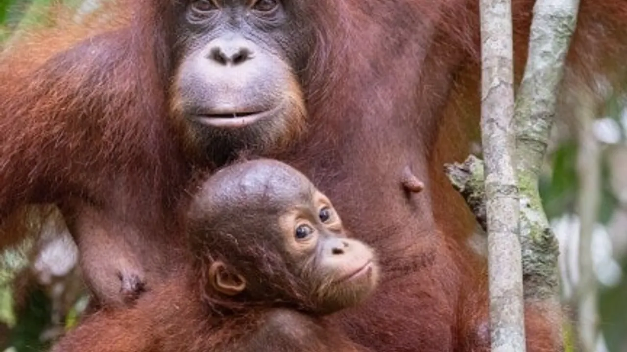 Schulkino Wil 19.11.26 - Orang-Utans: Die unbekannten Menschenaffen