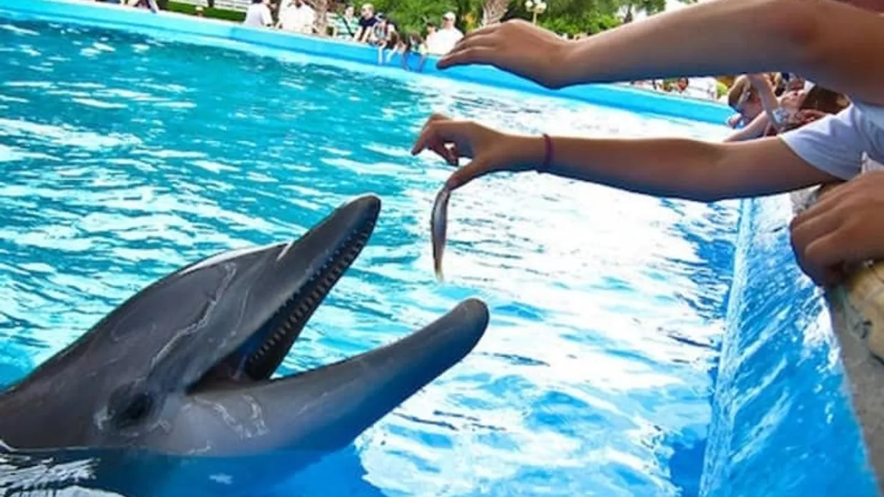 SeaWorld San Antonio: Fast Track