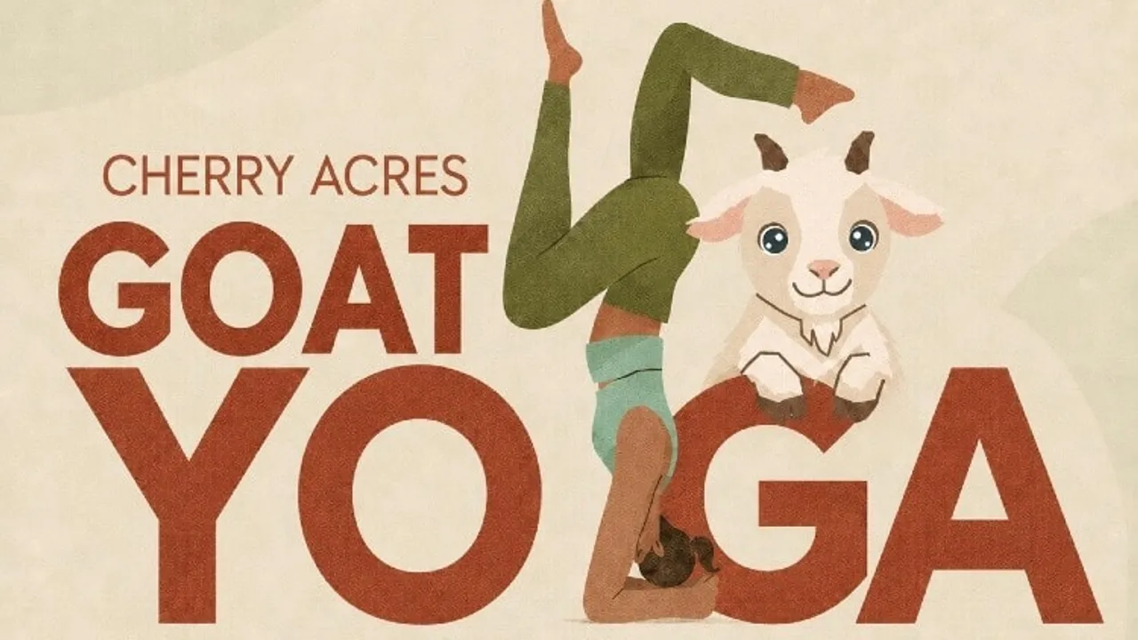 Goat Yoga Classes at Cherry Acres