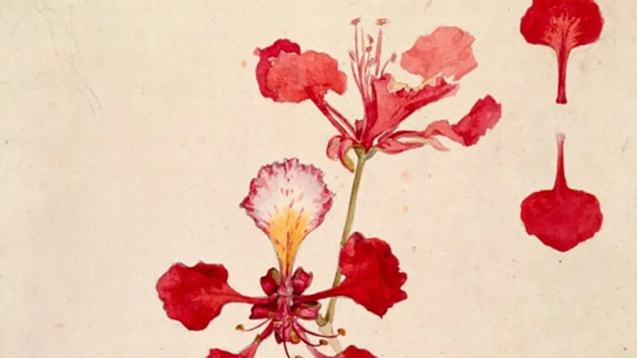 "Visiones de Ultramar. Colección Patricia Phelps de Cisneros" (Programa inaugural Museo de Bellas Artes de Bilbao)