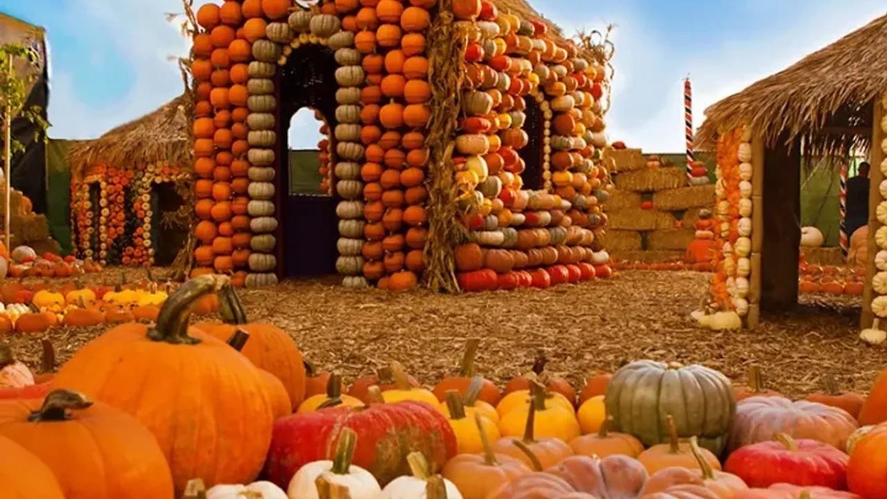 Mr. Bones Pumpkin Patch
