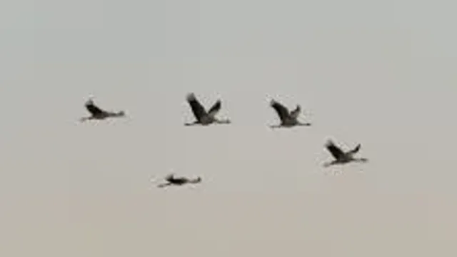 Darules a Kiskunsági Nemzeti Park Igazgatóság szervezésében