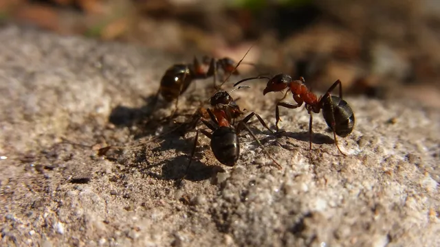 Table ronde : l'entraide dans la nature, des modèles pour notre société ?