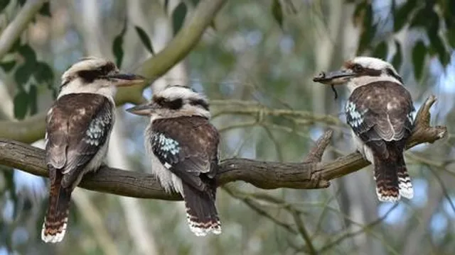 Breakfast with the Birds 2026