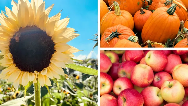 Fall Picking 2026