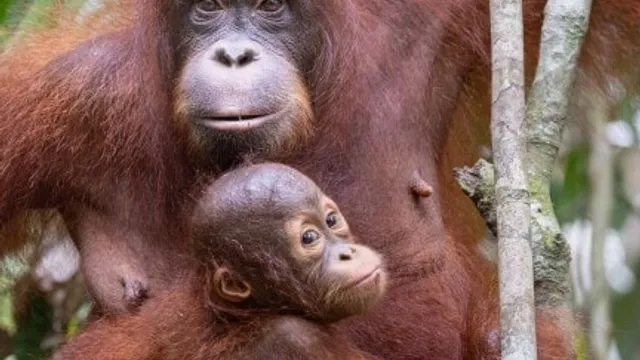 Schulkino Luzern - Orang-Utans: Die unbekannten Menschenaffen