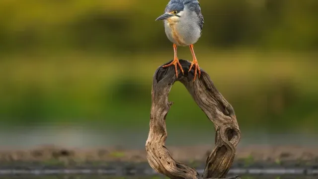Alpha Academy: The Art of Bird Photography