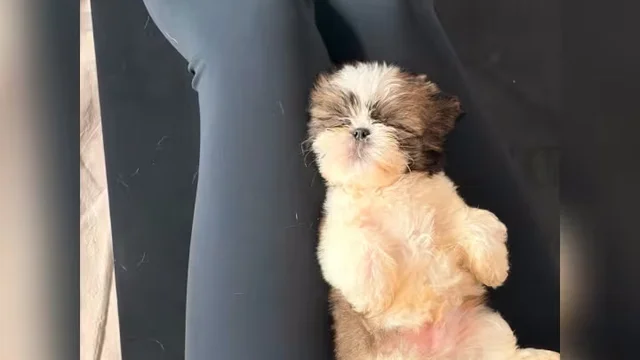 Puppy yoga