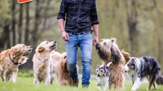 Sami El Ayachi - Der zugewandte Hund!