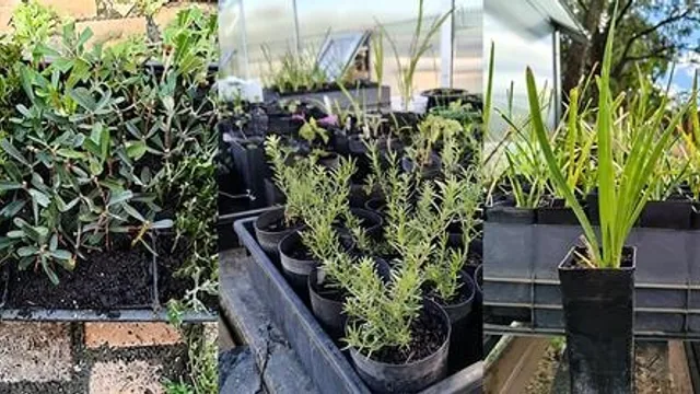 Native Plant Propagation Workshop