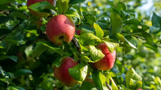 Pick-Your-Own Apples 2026