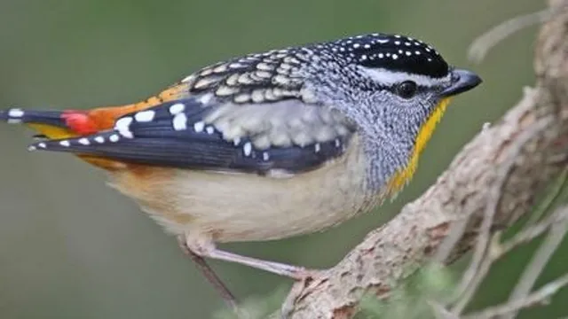 Aussie Bird Count: A Bird Walk with Ian Moodie