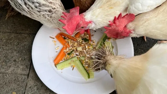 Weihnachtszauber im Stall