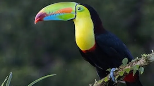 Costa Rica - Naturparadies zwischen Karibik und Pazifik