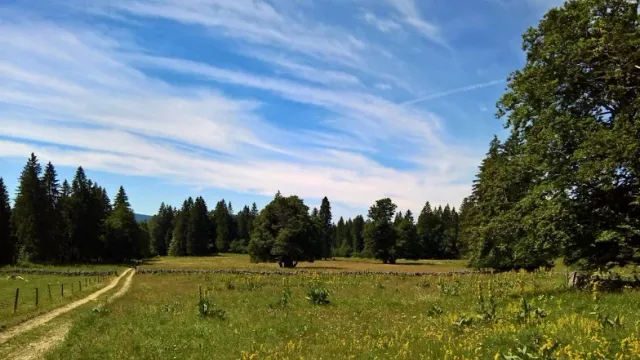360° Grün