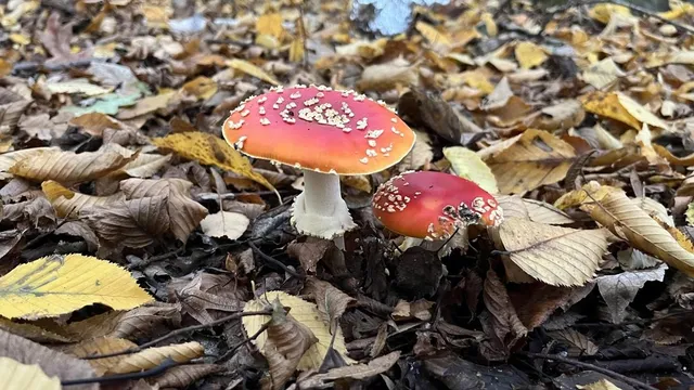 Guided Fungi Walk 🍄 w Fungkai and Fungal.Kin