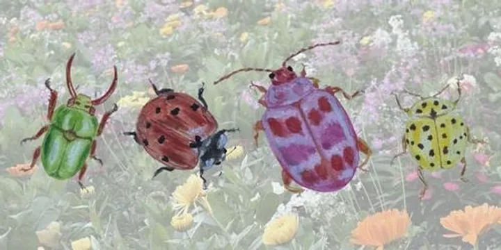Beetle Watercolour Workshop