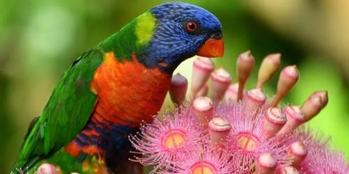 Nature in the Garden Talk in Mandarin