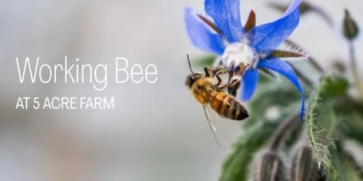 Working Bee at 5 Acre Farm