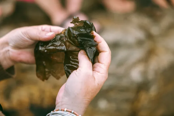 Coastal Forage Experience with Veld & Sea - 6 February