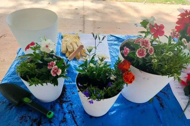 Festive Pots of Colour with Dianne