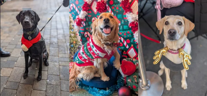 Glasgow - Retrievers & Labs Christmas Tour 🎄