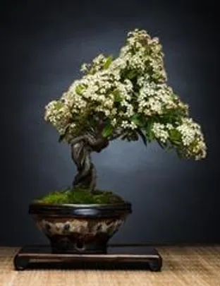 Oficina de bonsai