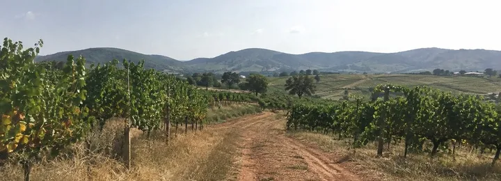 Hunter Valley Wine Tasting Tour from Sydney with Lunch