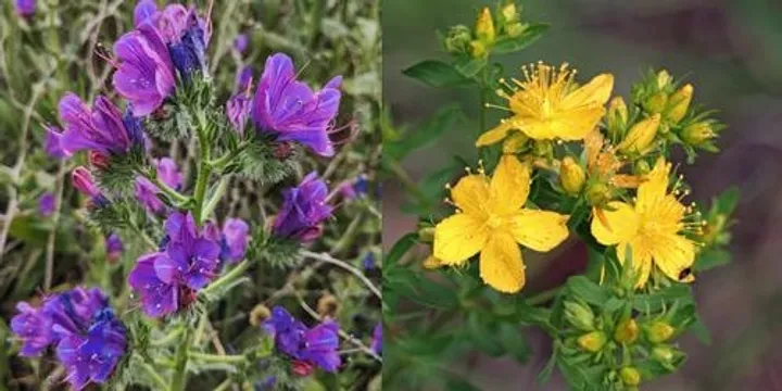 Biocontrols in Action: Managing Paterson's Curse and St John's Wort