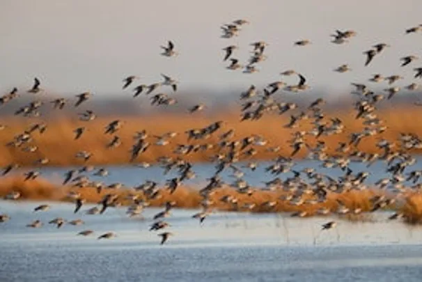 Ornithologische Führung - Was fliegt denn da? - Familienführung