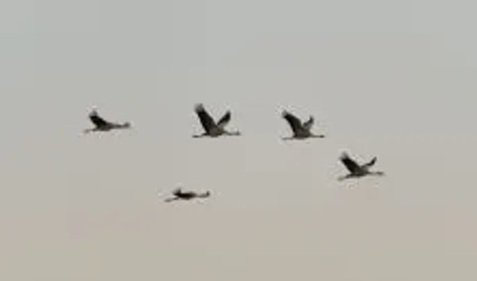 Darules a Kiskunsági Nemzeti Park Igazgatóság szervezésében