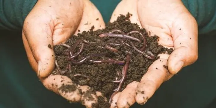 Composting and Worm Farming