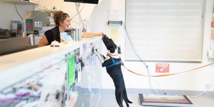 $20 Dog Microchipping! Animal Aid x Monash Council