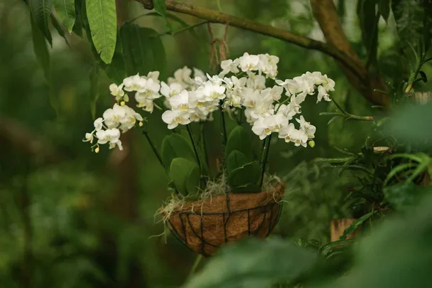Podvečerní orchideje