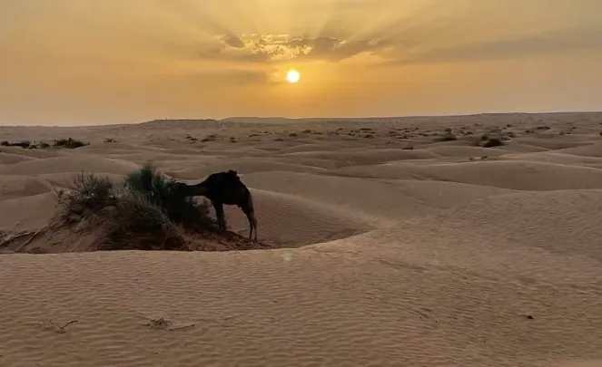 Trek nomade dans le désert tunisien avec les dromadaires