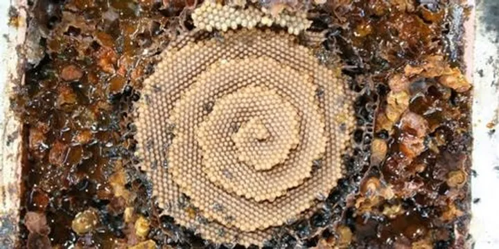 Native Bee's- Full Day Workshop by Bower Bee's Co-op