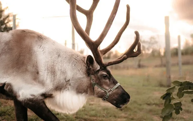 Christmas Market Weekend 3 - Reindeer Encounter