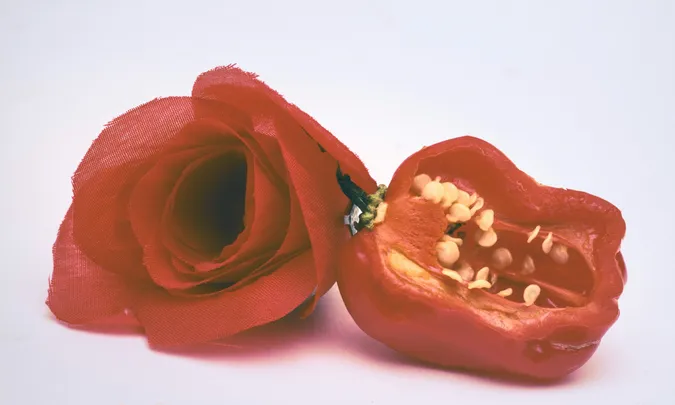 Sunday Tribute - Red Hot Chili Peppers