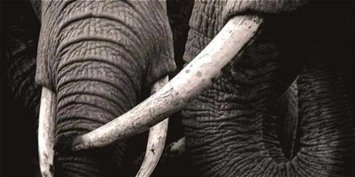 Two Men Observing An Elephant