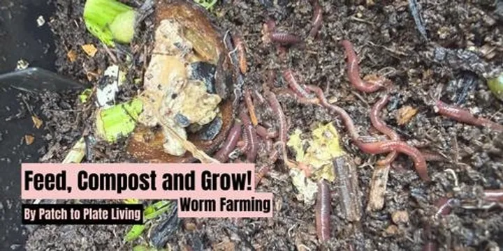 Feed, Compost and Grow! (Worm Farming) - 10.04.27